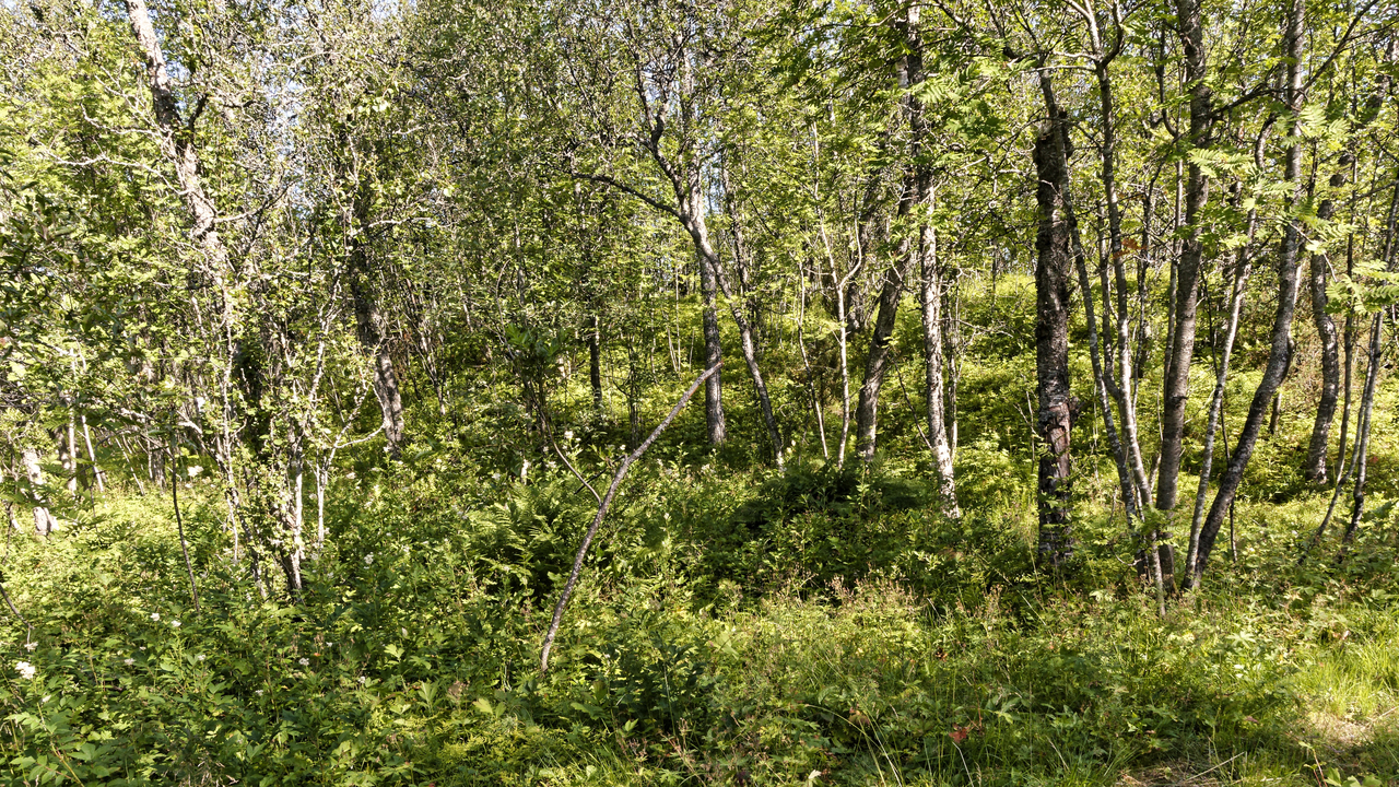 20230731 092554•Tromso•Troms og Finnmark•Norway